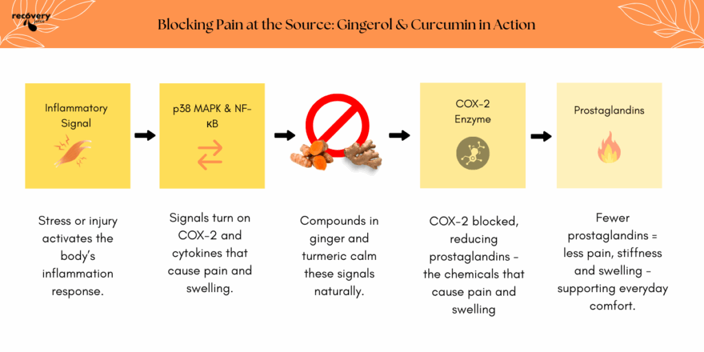 Simplified diagram showing how gingerol and curcumin block COX-2 and reduce cytokines, lowering pain, swelling and inflammation naturally.