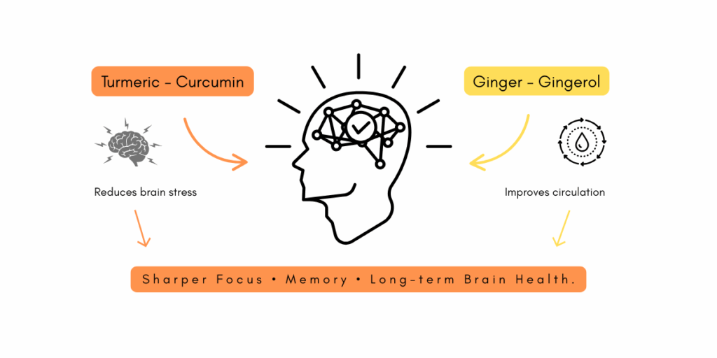 Diagram showing how curcumin crosses the blood–brain barrier to reduce oxidative stress, while gingerol improves circulation, supporting memory, focus and long-term brain health.