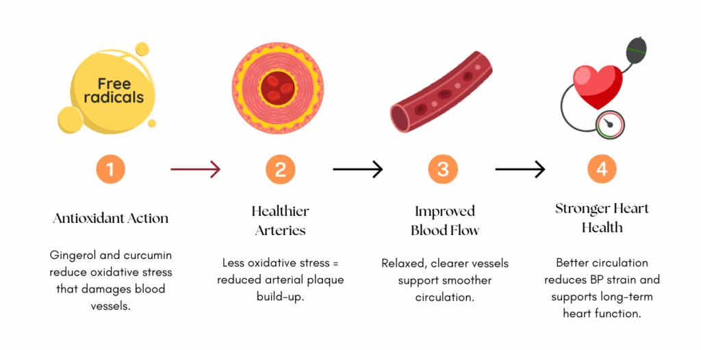 Diagram showing how gingerol and curcumin support circulation and heart health by reducing oxidative stress, protecting arteries, improving blood flow, and lowering blood pressure strain.