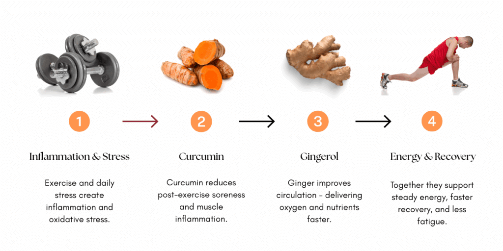 Diagram showing how curcumin reduces post-exercise soreness and inflammation, while gingerol improves circulation, supporting faster recovery and steady natural energy.