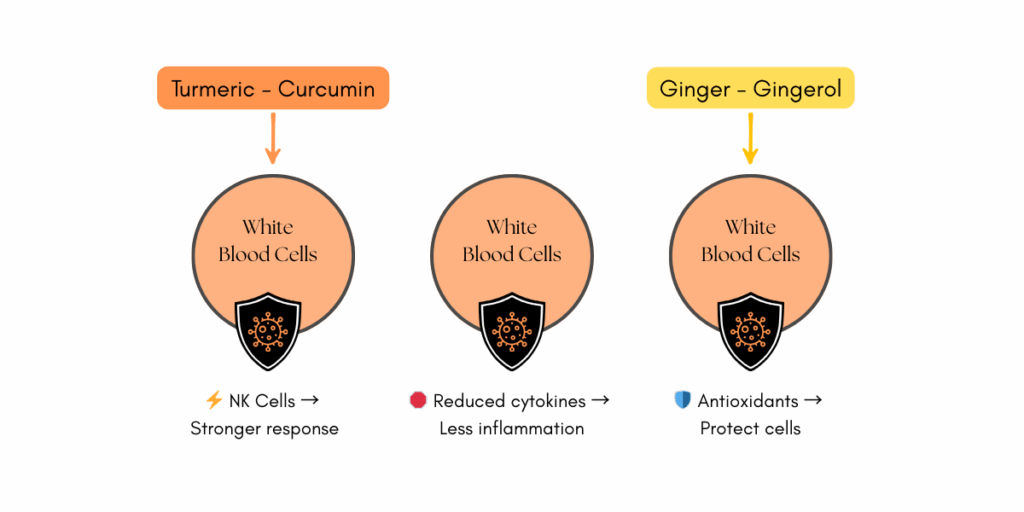 Immune support diagram showing gingerol from ginger and curcumin from turmeric strengthening white blood cells, reducing cytokines and protecting immune cells.