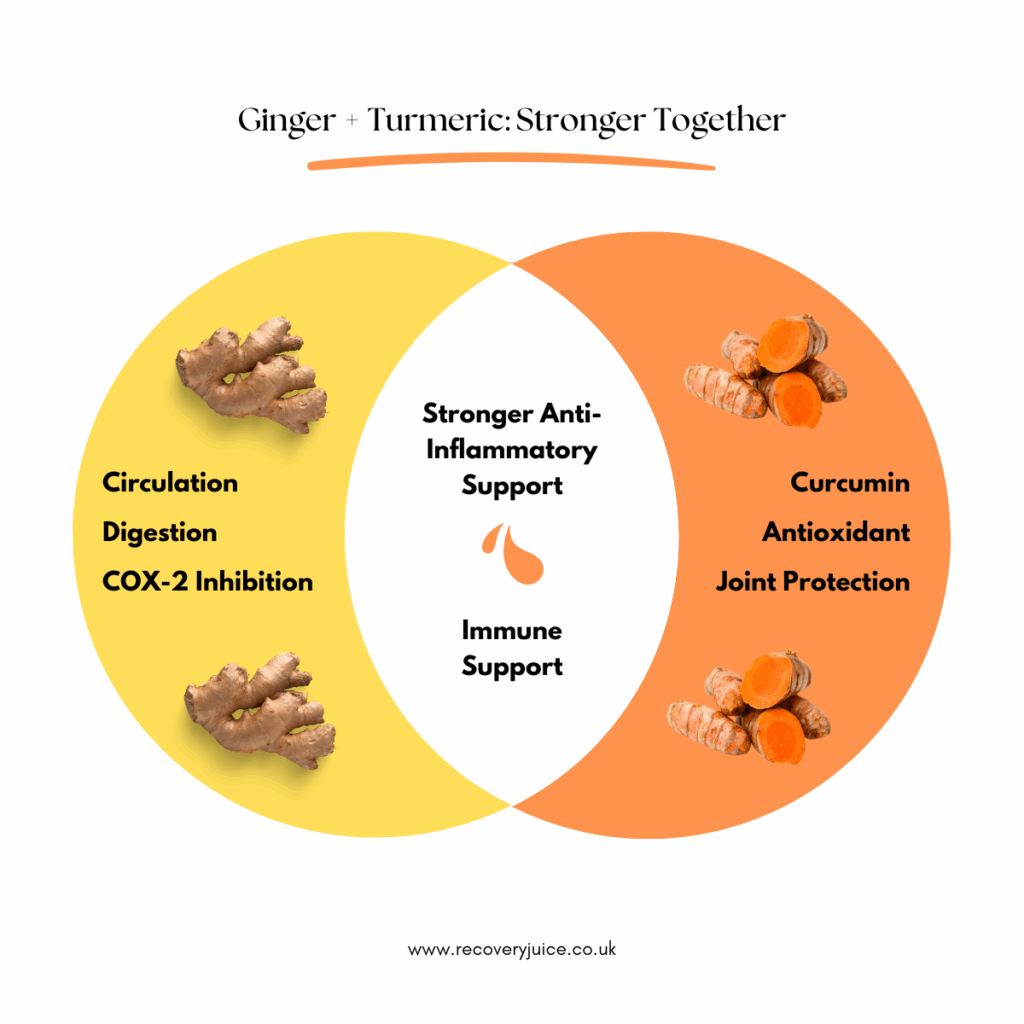 Venn diagram showing ginger benefits (circulation, digestion, COX-2 inhibition), turmeric benefits (curcumin, antioxidant, joint protection), and their shared strengths of stronger anti-inflammatory and immune support.