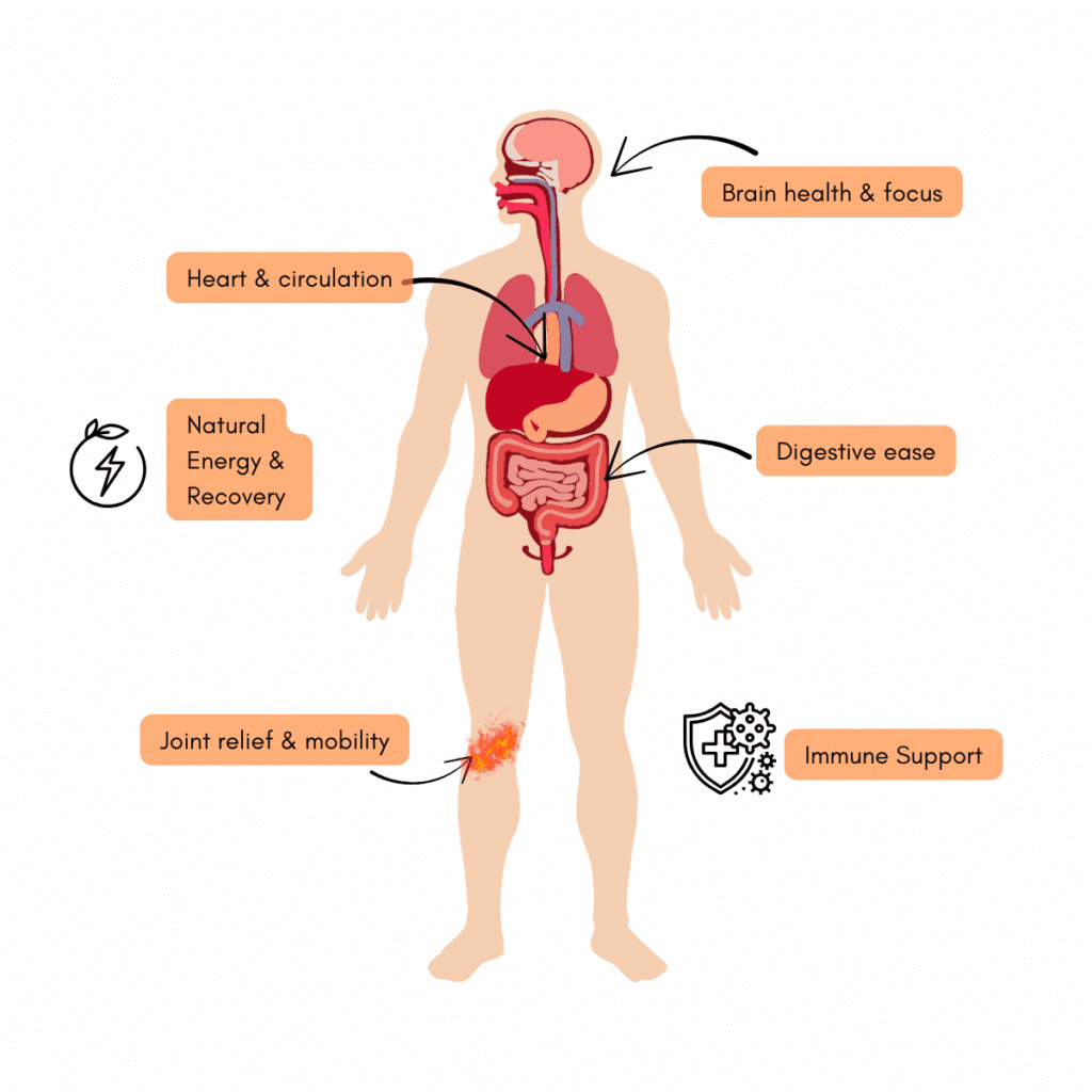 Diagram of the human body showing benefits of ginger and turmeric shots: joint relief, immune support, digestive ease, heart health, brain focus, and natural energy recovery.