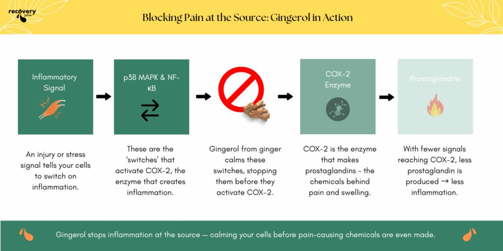 Diagram showing how gingerol from ginger calms p38 MAPK & NF-κB pathways, reducing COX-2 enzyme activity and lowering prostaglandins that cause inflammation.